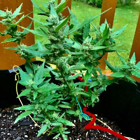 Gorilla Glue 2 7/25 growlog photo: 11a