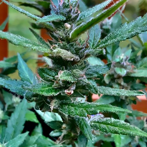 Gorilla Glue 2 7/25 growlog photo: 11a