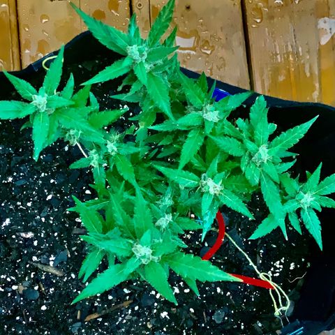 Gorilla Glue 2 7/25 growlog photo: 11a