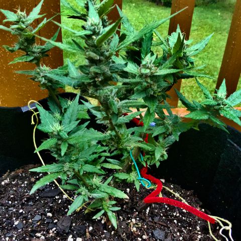 Gorilla Glue 2 7/25 growlog photo: 11a