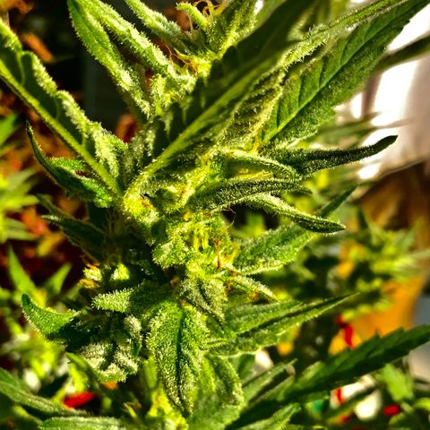 Bruce Banner 7/22 growlog photo: 5p