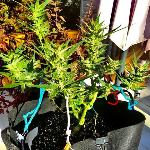 Bruce Banner 7/22 growlog photo: 5p