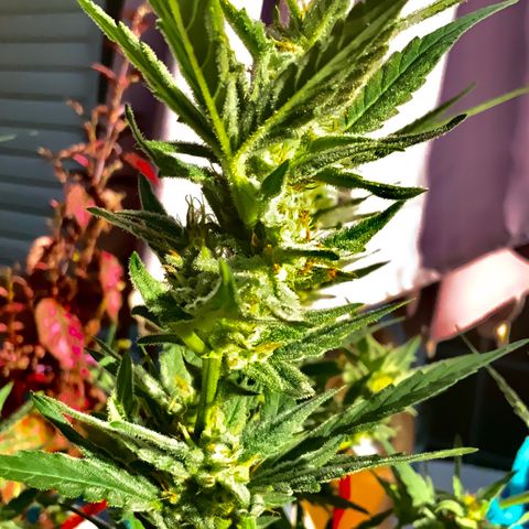 Bruce Banner 7/22 growlog photo: 5p