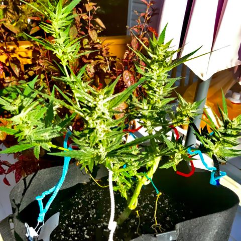 Bruce Banner 7/22 growlog photo: 5p