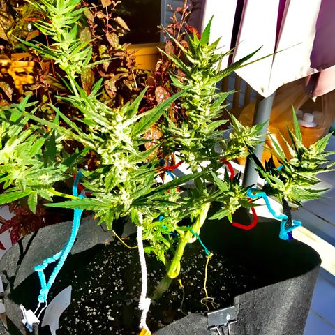 Bruce Banner 7/22 growlog photo: 5p