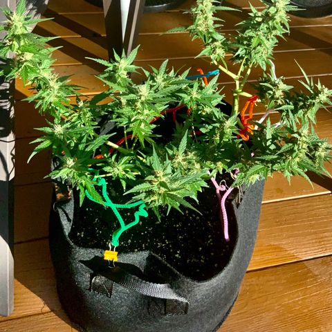Gorilla Glue 1 7/23 growlog photo: 5p