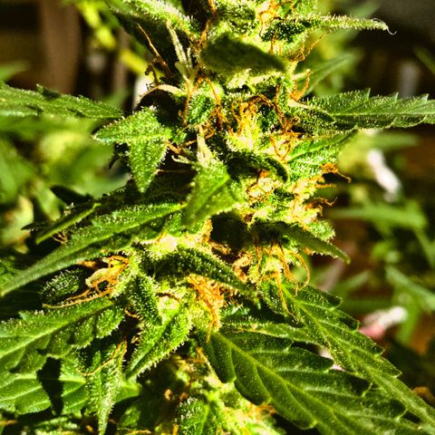 Gorilla Glue 1 7/23 growlog photo: 5p