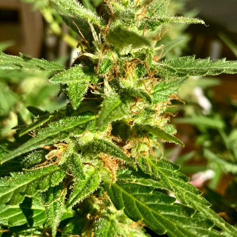 Gorilla Glue 1 7/23 growlog photo: 5p