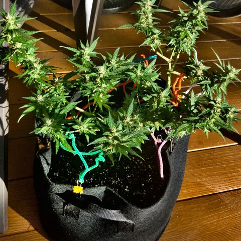 Gorilla Glue 1 7/23 growlog photo: 5p