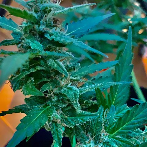 Gorilla Glue 1 7/23 growlog photo: 5p