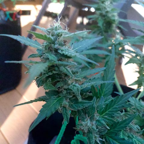 Gorilla Glue 1 7/23 growlog photo: 5p