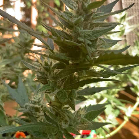 White Widow 7/25 growlog photo: 5p