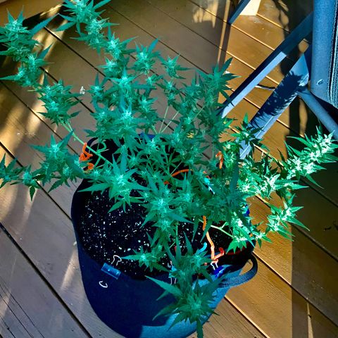 White Widow 7/25 growlog photo: 5p