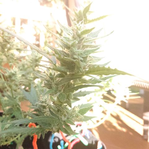 White Widow 7/25 growlog photo: 5p