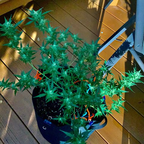 White Widow 7/25 growlog photo: 5p