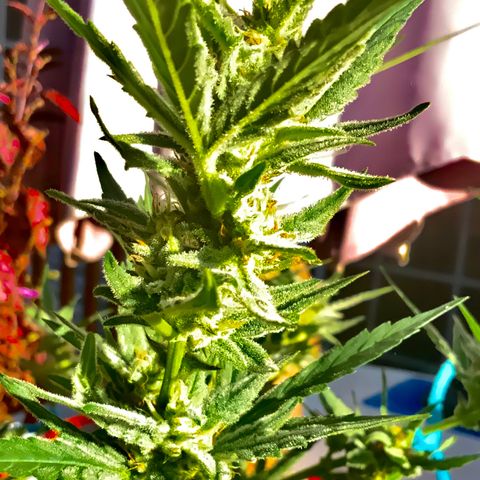 White Widow 7/25 growlog photo: 5p