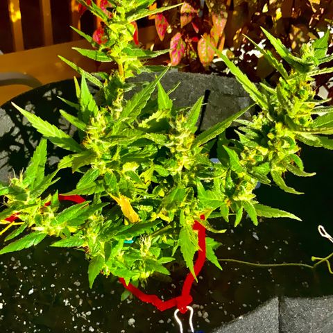 Gorilla Glue 2 7/25 growlog photo: 5p