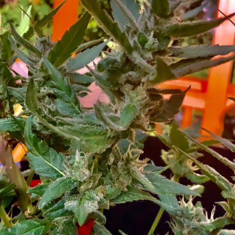 Gorilla Glue 2 7/25 growlog photo: 5p