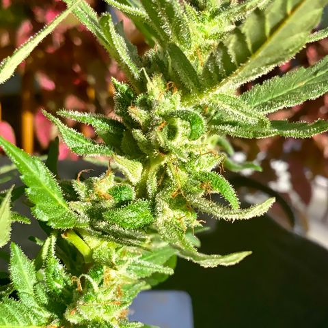 Gorilla Glue 2 7/25 growlog photo: 5p