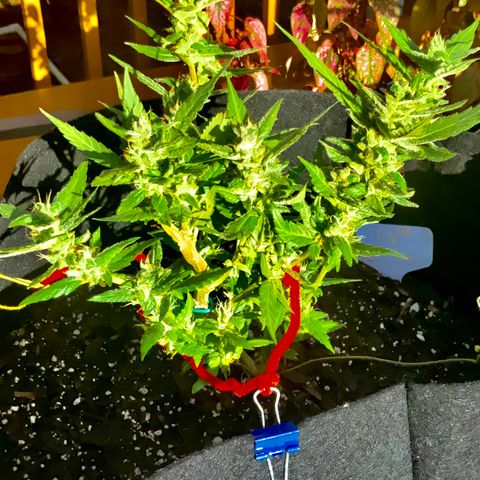 Gorilla Glue 2 7/25 growlog photo: 5p