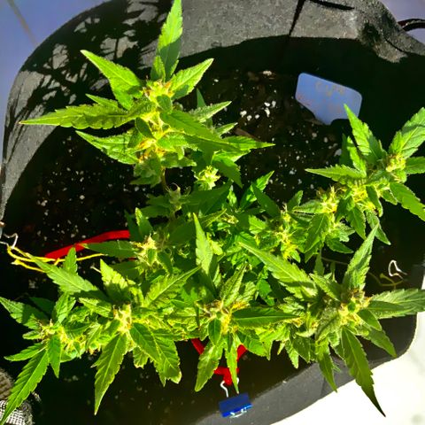 Gorilla Glue 2 7/25 growlog photo: 5p