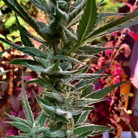Gorilla Glue 2 7/25 growlog photo: 5p