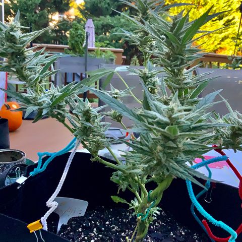 Bruce Banner 7/22 growlog photo: 9a
Clear with amber