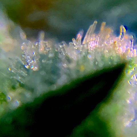 Bruce Banner 7/22 growlog photo: 9a
Clear with amber