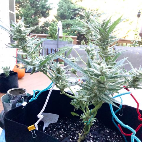 Bruce Banner 7/22 growlog photo: 9a
Clear with amber
