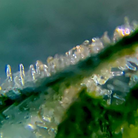Bruce Banner 7/22 growlog photo: 9a
Clear with amber
