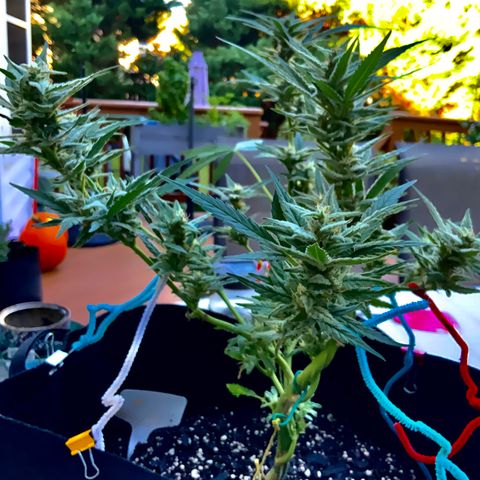 Bruce Banner 7/22 growlog photo: 9a
Clear with amber