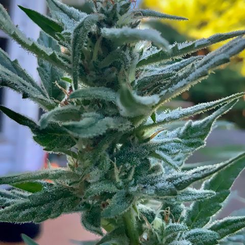 Bruce Banner 7/22 growlog photo: 9a
Clear with amber