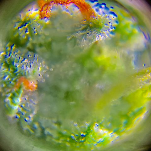 Bruce Banner 7/22 growlog photo: 9a
Clear with amber