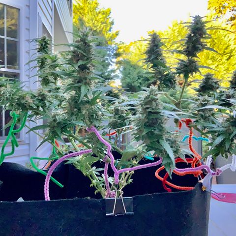 Gorilla Glue 1 7/23 growlog photo: 9a
Clear