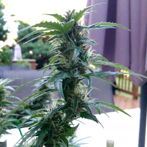 Gorilla Glue 1 7/23 growlog photo: 9a
Clear