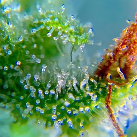 Gorilla Glue 1 7/23 growlog photo: 9a
Clear
