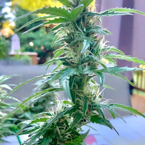 Gorilla Glue 1 7/23 growlog photo: 9a
Clear