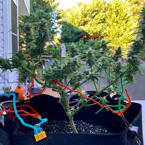 Gorilla Glue 1 7/23 growlog photo: 9a
Clear