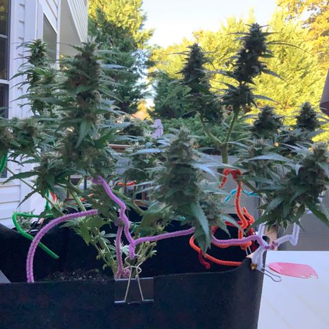 Gorilla Glue 1 7/23 growlog photo: 9a
Clear