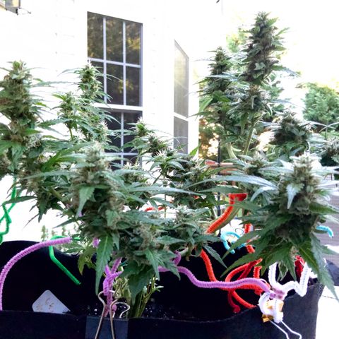 Gorilla Glue 1 7/23 growlog photo: 9a
Clear