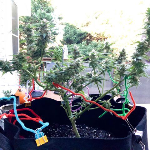 Gorilla Glue 1 7/23 growlog photo: 9a
Clear