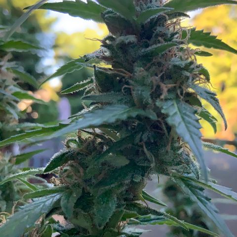Gorilla Glue 1 7/23 growlog photo: 9a
Clear