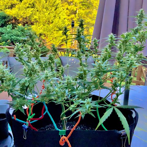 White Widow 7/25 growlog photo: 9a clear