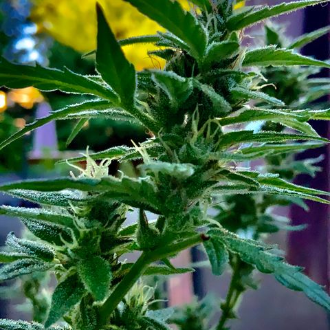White Widow 7/25 growlog photo: 9a clear
