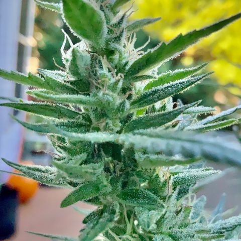 White Widow 7/25 growlog photo: 9a clear
