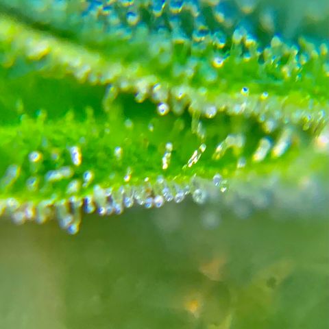 White Widow 7/25 growlog photo: 9a clear