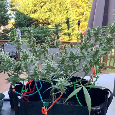 White Widow 7/25 growlog photo: 9a clear