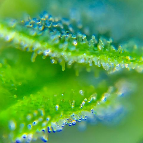 White Widow 7/25 growlog photo: 9a clear