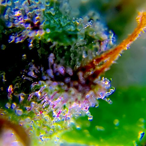 Gorilla Glue 2 7/25 growlog photo: 9a clear