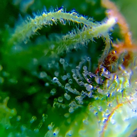 Gorilla Glue 2 7/25 growlog photo: 9a clear